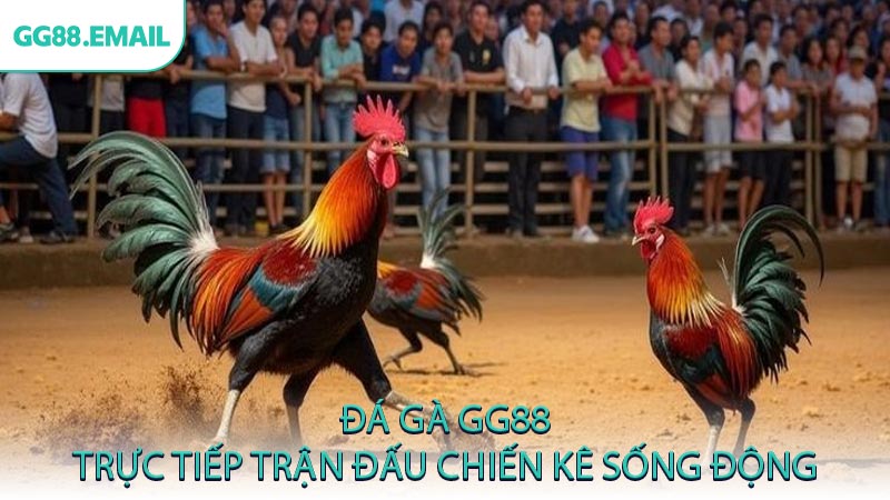Đá gà GG88 trực tiếp trận đấu chiến kê sống động